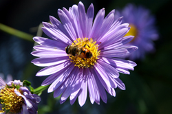 biodiversidad